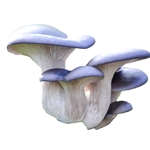 Fresh Blue Oyster Mushrooms
