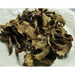 Dried Yellow Feet Mushrooms Wild USA
