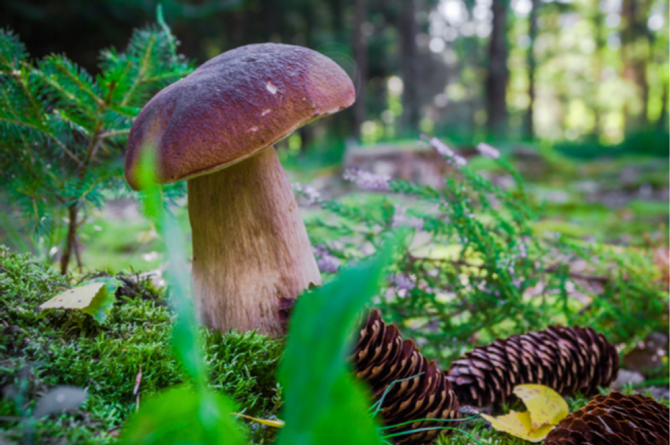 Chantrelle Mushrooms