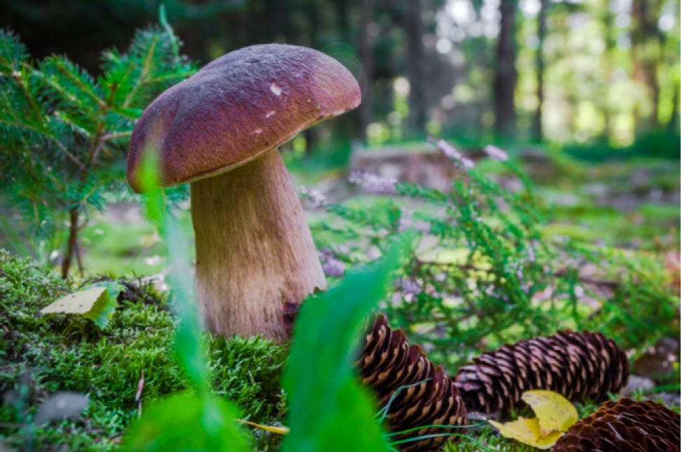 Many types of mushrooms are found in the forest, either on or around trees.