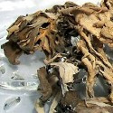 Dried Maitake Mushrooms