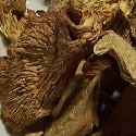 Dried Oyster Mushrooms