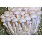 Fresh White Beech Mushrooms