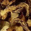 Dried Hedgehogs Mushrooms Wild USA