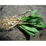 Fresh Ramps