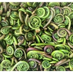 Fresh Fiddlehead Ferns