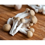 Fresh Brown Beech Mushrooms