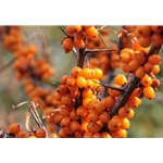 Fresh Frozen Wild Sea Buckthorn Berries