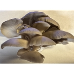 Fresh Blue Oyster Mushrooms