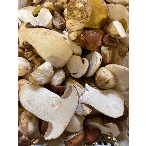 Fresh Domestic Porcini Mushrooms