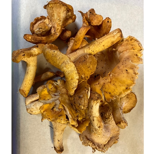 Fresh Chanterelles are available at Oregon Mushrooms