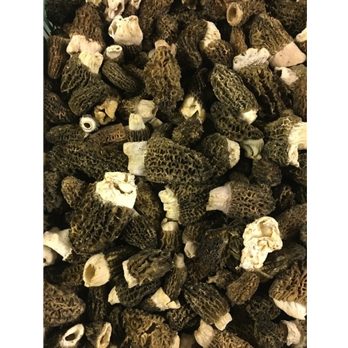 Fresh Morels Are In Season Now! Ready to Ship!