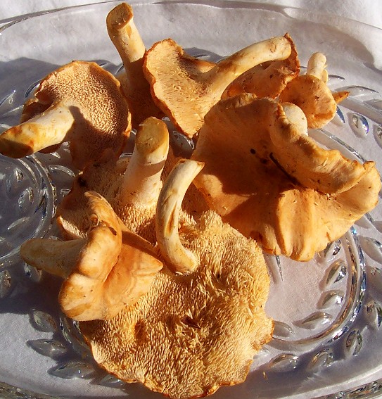 Fresh Hedgehog Mushroom