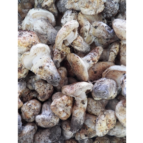 2, 3 Mix Fresh Matsutake Mushrooms