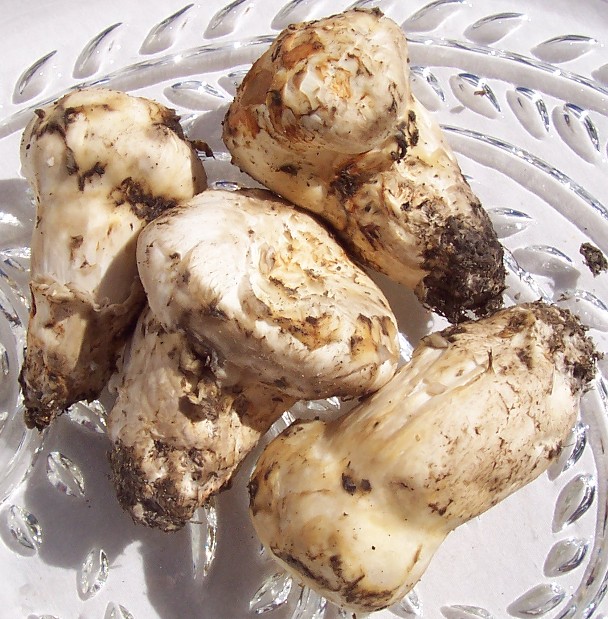 Fresh Matsutake In Season For Purchase Here!