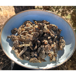 Dried Wild Morel Mushrooms from the USA, Wild Crafted Conicas