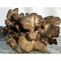 Fresh Maitake Mushrooms Hen of the Woods