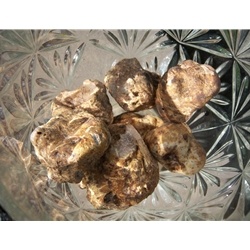 Fresh Italian Alba Truffles