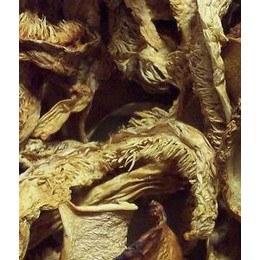 Dried Hedgehogs Mushrooms Wild USA