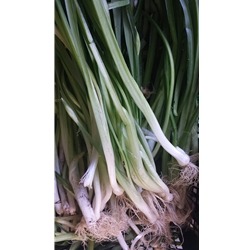 Fresh Wild Spring Onions