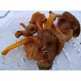 Fresh Yellowfoot Mushrooms