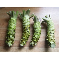 Fresh Wasabi Root