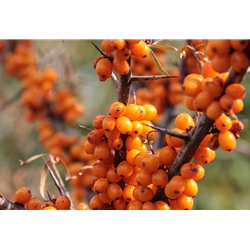 Fresh Frozen Wild Sea Buckthorn Berries