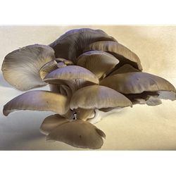 Fresh Oyster Mushrooms