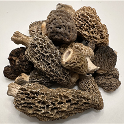 Fresh Grey and Green Morel Mushrooms