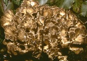 Fresh Maitake 1 lb