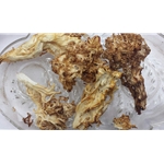 Dried USA Lion's  Mane Mushrooms 1 oz