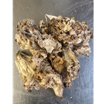 Dried USA Lion's Mane Mushrooms 4 oz